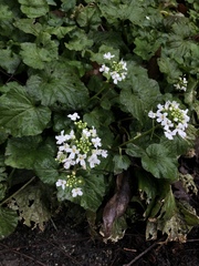 Pachyphragma macrophyllum