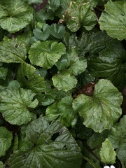 Pachyphragma macrophyllum