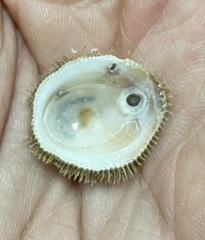 Pilosabia trigona