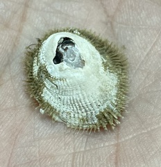 Pilosabia trigona