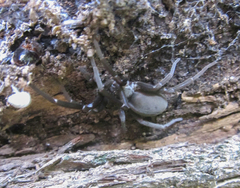 Kukulcania hibernalis