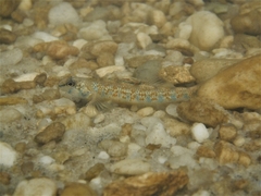 Etheostoma stigmaeum