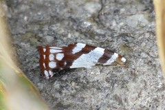 Dodona deodata