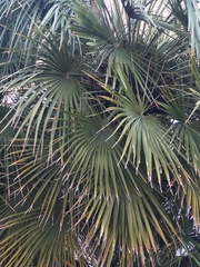 Chamaerops humilis
