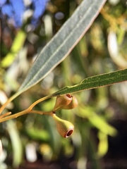 Eucalyptus gracilis