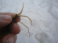 Pseudochordaceae