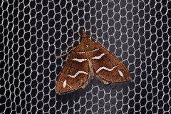 Chaetolopha niphosticha