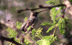 Heliomaster furcifer