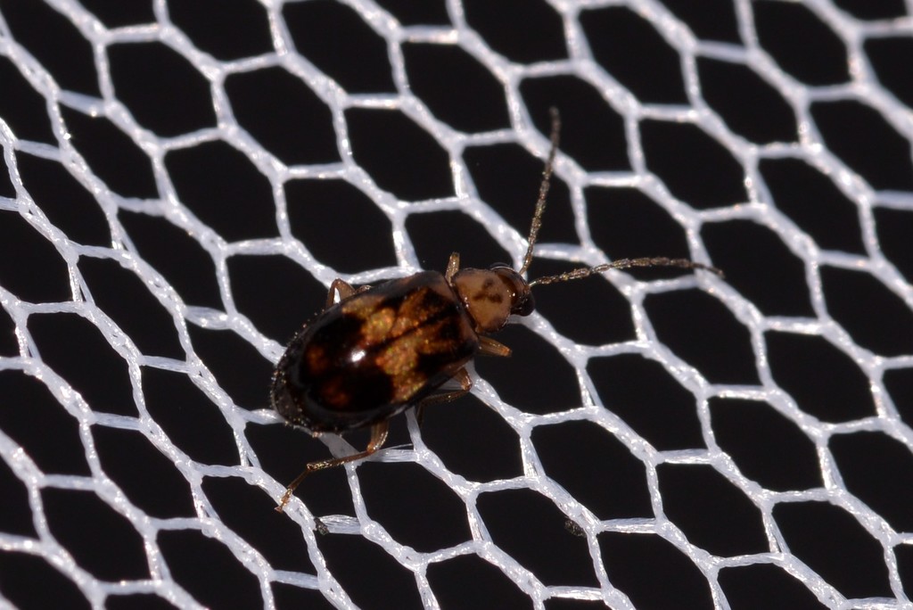 Monolepta intricata