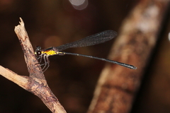 Lestoidea brevicauda