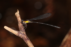 Lestoidea brevicauda