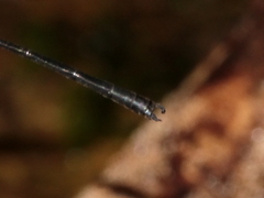 Lestoidea brevicauda