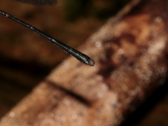 Lestoidea brevicauda