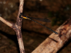 Lestoidea brevicauda