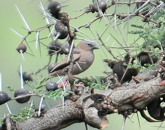 Pseudonigrita arnaudi