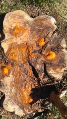 Fusicolla merismoides