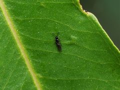 Spilomicrini