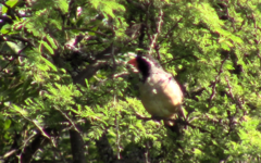 Saltator aurantiirostris