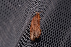 Glyphidoptera polymita