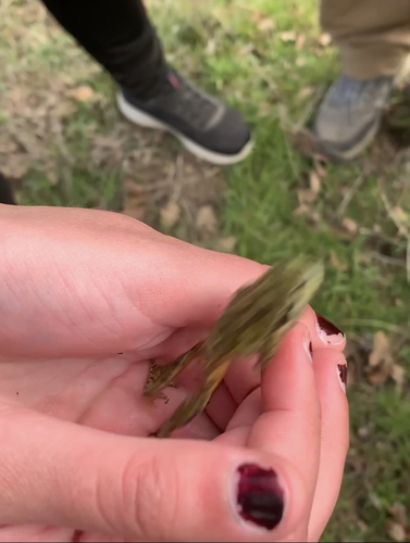 iNaturalist observation photo of Pacific chorus frog
