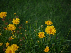 Asteraceae