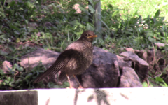 Turdus chiguanco