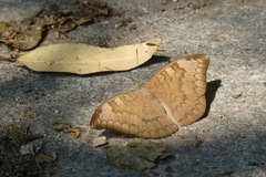 Tanaecia julii