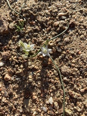 Muilla coronata
