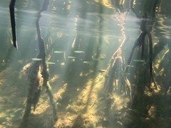 Atherinomorus stipes