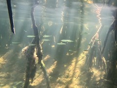 Atherinomorus stipes