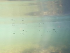 Atherinomorus stipes