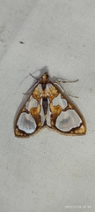 Glyphodes grandisalis