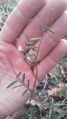 Vicia minutiflora