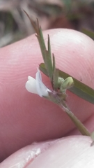 Vicia minutiflora