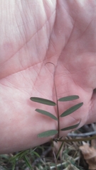 Vicia minutiflora