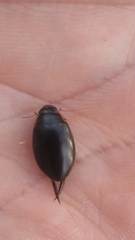 Thermonectus basillaris