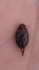 Thermonectus basillaris