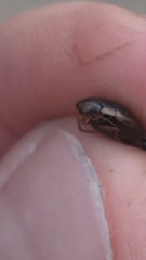 Thermonectus basillaris