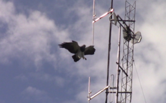 Geranoaetus melanoleucus