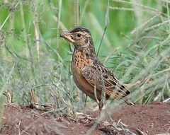 Mirafra rufocinnamomea