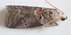 Acrobasis palliolella