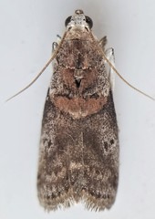 Acrobasis palliolella