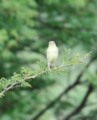 Cisticola natalensis