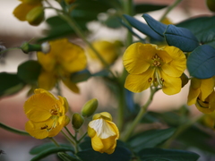 Senna multiglandulosa