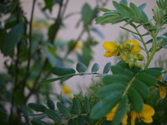 Senna multiglandulosa