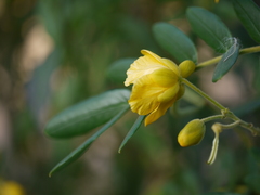 Senna multiglandulosa