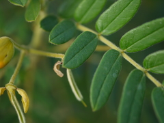 Senna multiglandulosa