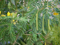 Senna multiglandulosa