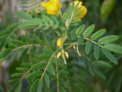 Senna multiglandulosa