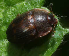 Stelidota geminata